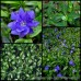 Vinca minor x 6 Plants 3 Types Shade Flowering Groundcover Pink/Purple/Blue Flowers Fernery Cottage Garden Patio Pot Balcony